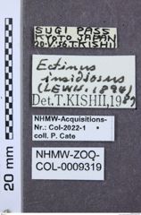 Etikett zu Mulsanteus weigeli (Schimmel & Tarnawski, 2007)